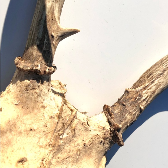 Deer Antlers - Picture 12 of 15